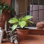 Acciuga *